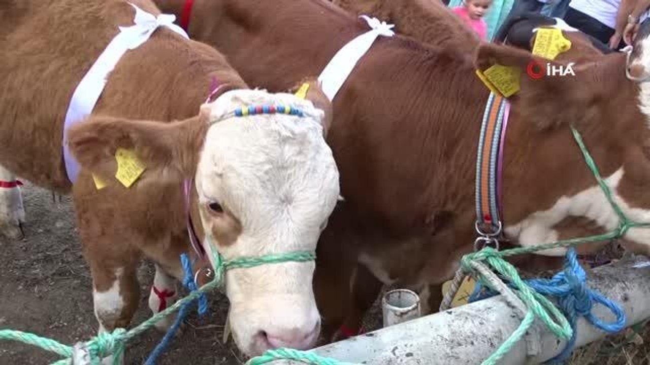 Kütahya haberleri | Hisarcık'ta "En güzel buzağı" yarışması