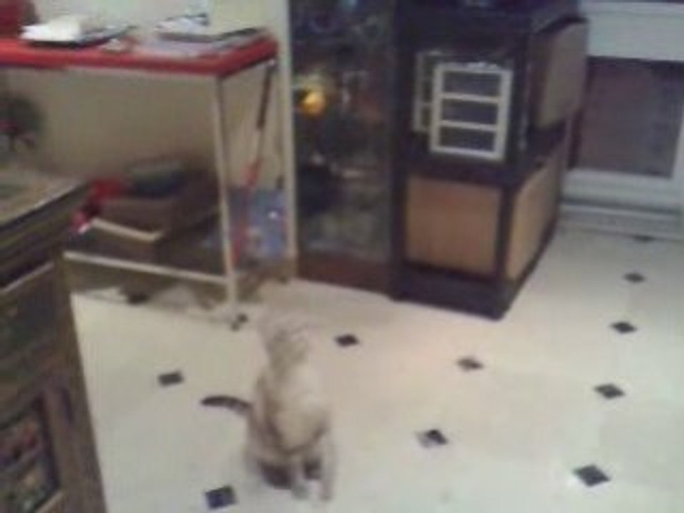 Picooz Vs Siamois