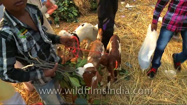 Eid al-Adha, Id-ul-Zuha or Bakr Eid and how it is celebrated