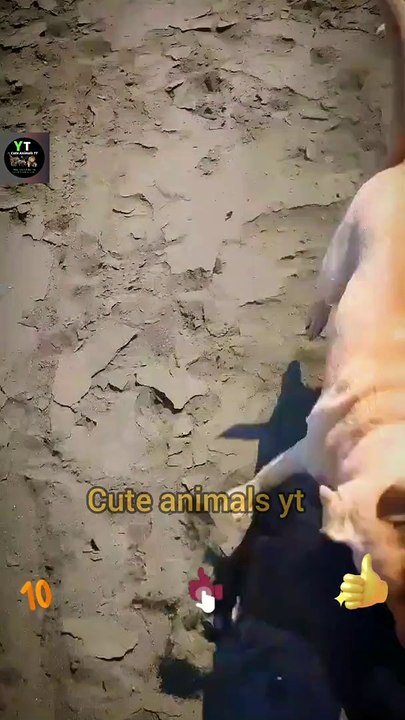 Amazing Dog Squad Beaches is enjoying | Cute Pie Dogies Video 2022 | Viral Dog Animal New Videos