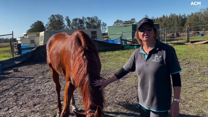 Hunter Horse Haven need your help