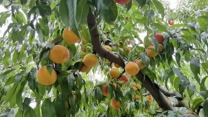 Şeftali dalında 3, tezgahta 10 lira