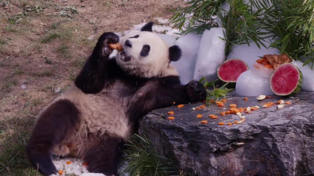 Crédit : Pairi Daiza - Bao Di et Bao Mei fêtent leurs 3 ans avec un festin