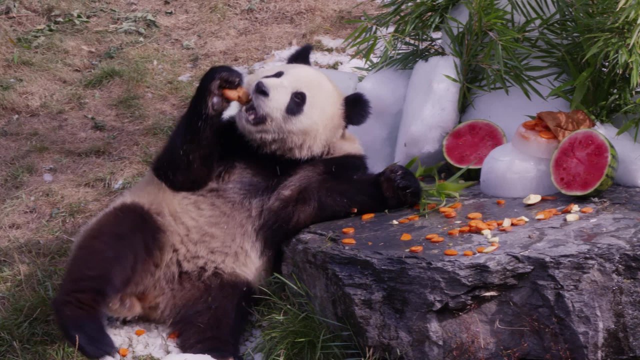 Crédit : Pairi Daiza - Bao Di et Bao Mei fêtent leurs 3 ans avec un festin