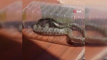 Sokak ortasında paniğe neden olan yılan yakalandı