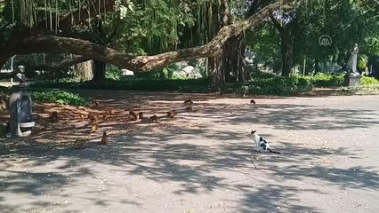 Brezilya'da Dünya Kedi Günü