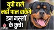 Pryagraj में नगर निगम का फरमाना, कुत्ता पालने वालों को भरनी होगी लाइसेंस फीस | Dog Tax