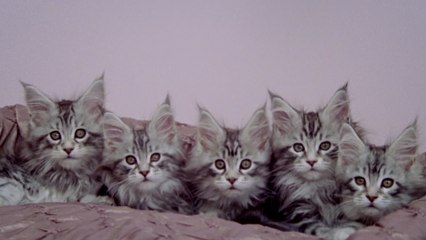 Les chats préférés des Français