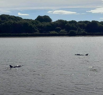 Dolphins cruising up the River Foyle in Derry