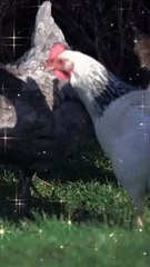 Chickens Playing Video 