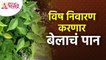 बेलाचे पान विष निवारण कसे करते? How does bela leaf detoxify? Benefits of Bael Leaf | Lokmat Bhakti