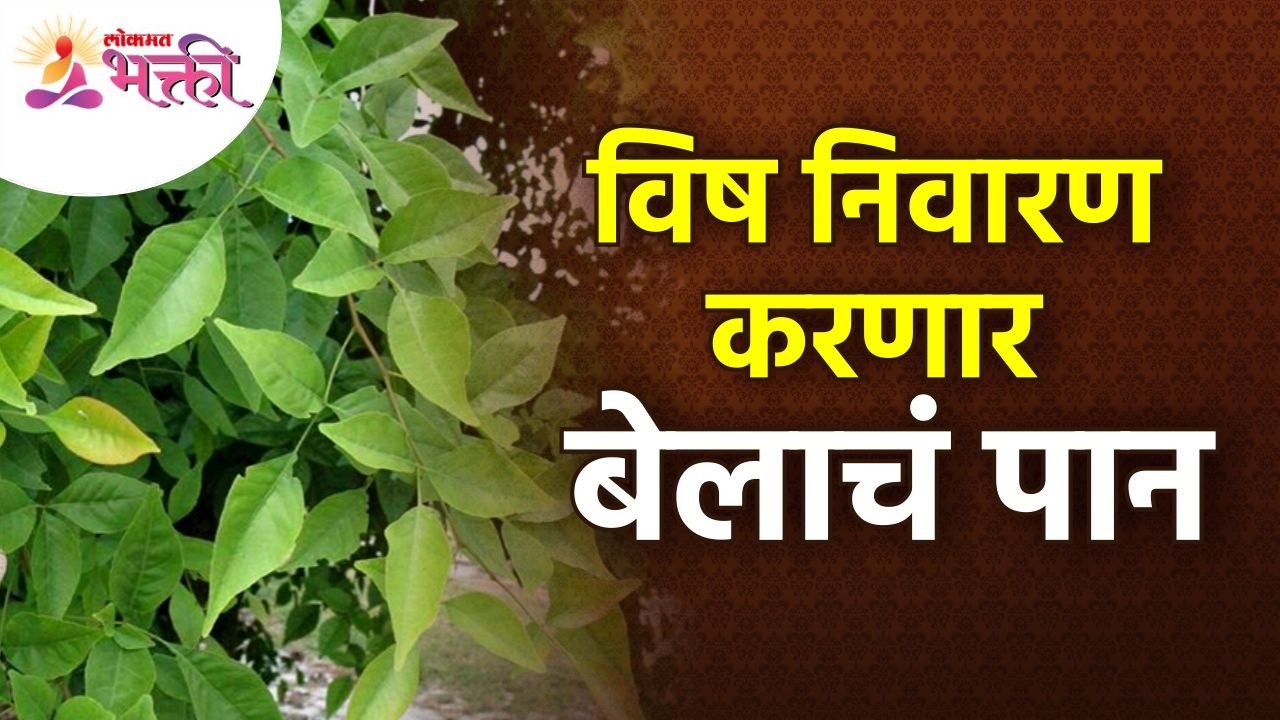 बेलाचे पान विष निवारण कसे करते? How does bela leaf detoxify? Benefits of Bael Leaf | Lokmat Bhakti