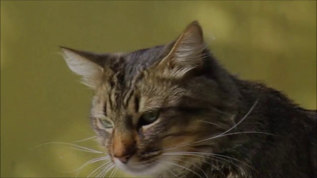 Don't Wet My Cat - Chill Out Music - Instrumental EDM