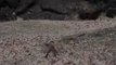 Roadrunner vs Rattlesnake- Mother Rabbit Save Her Baby From Snake Swallowing, Snake Hunt Iguana Fail