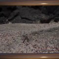 Roadrunner vs Rattlesnake- Mother Rabbit Save Her Baby From Snake Swallowing, Snake Hunt Iguana Fail