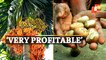 WATCH: Success Story Of Puri’s Betel Nut Farmer