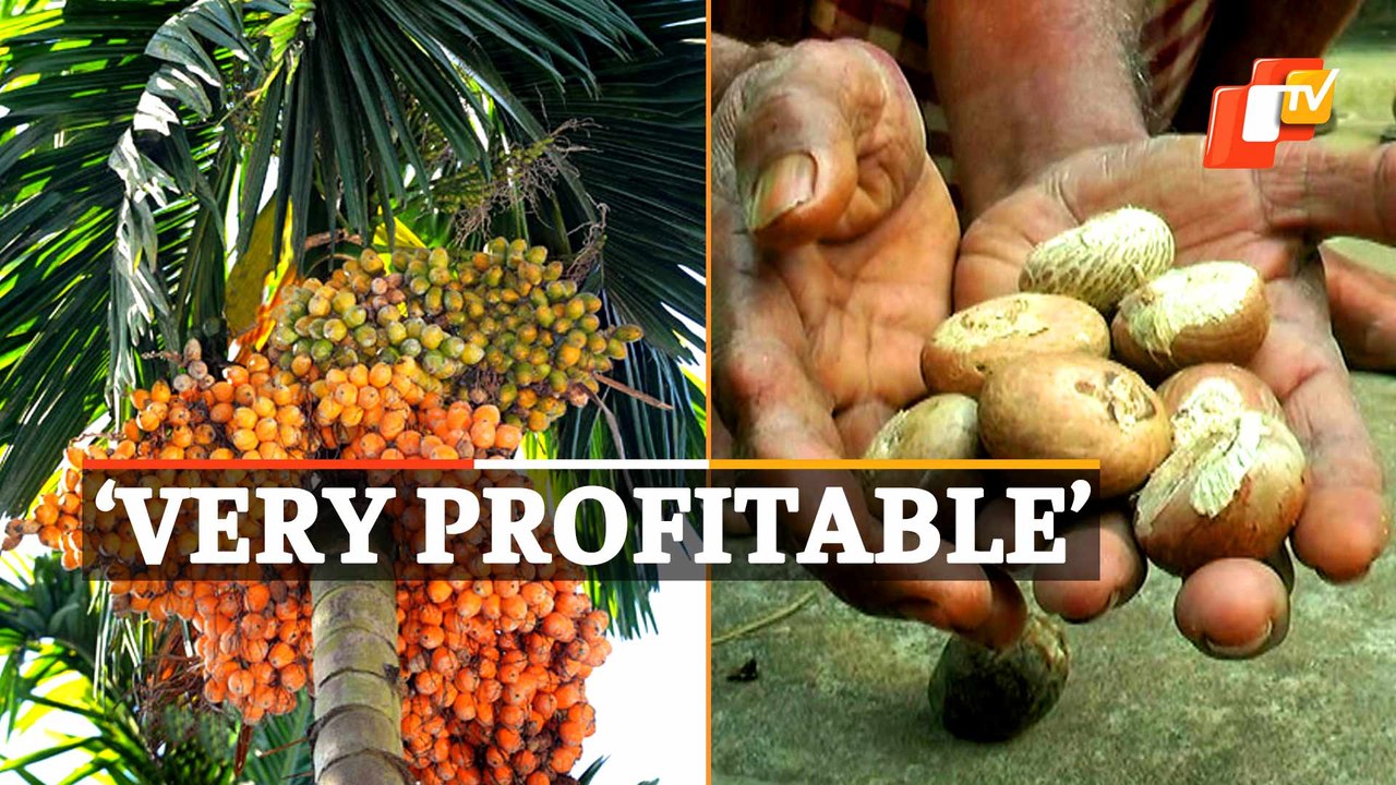 WATCH: Success Story Of Puri’s Betel Nut Farmer