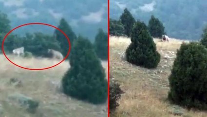Kangal köpeklerinin pusuya düşürdüğü bozayı neye uğradığını şaşırdı, o anlar kamerada