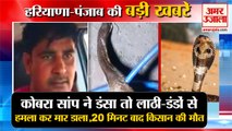 Farmer Dies Due To Cobra Snake Bite in Panipat|कोबरा सांप के डंसने से मौत समेत हरियाणा की खबरें