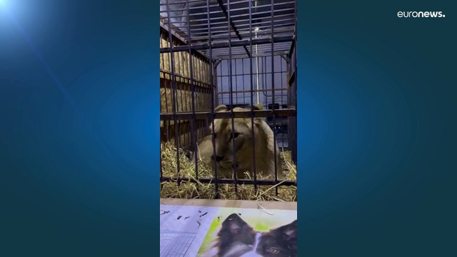 Cientos de animales salvajes han sido rescatados de los bombardeos en Ucrania