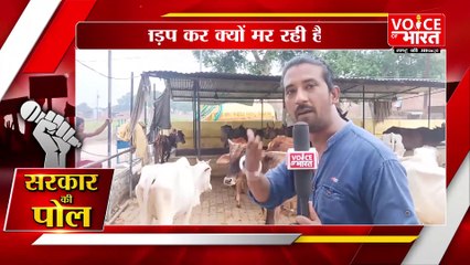 Sirathu:भूख से तड़प कर क्यों मर रही है गाय !