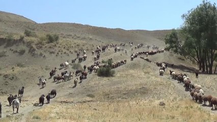Yaylaya çıkan kadınların zorlu mesaisi sürüyor