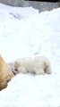 Baby Polar Bear  Playing Video /Baby Polar Bear  Compilation