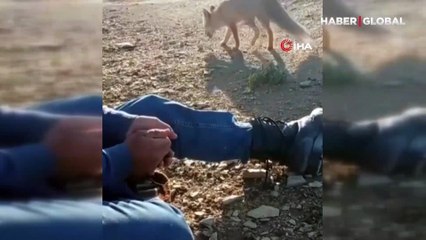 Pikniğin davetsiz misafiri tilkiyi elleri ile besledi su içirdi