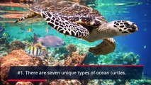 9 Satisfying Facts About Sea Turtle