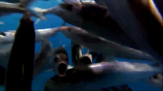 Cá cờ biển - Vị vua tốc độ của biển cả là nỗi sợ hãi của nhiều loài sinh vật biển