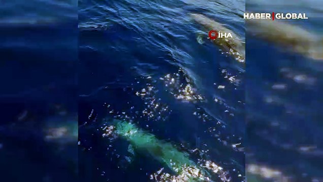 Yunuslar tekneye görsel şölen oluşturdu: Anne yunus ve yavrusu tekneye böyle eşlik etti