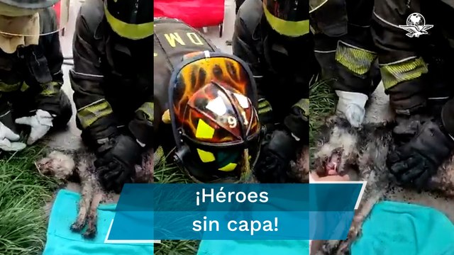 Bomberos reaniman a perrito intoxicado tras incendio en Iztapalapa