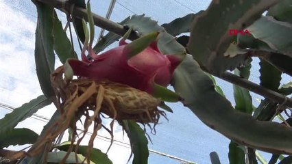 SİNEMAYI BIRAKTI, KURDUĞU SERADA HAYALİNİN MEYVESİNİ ÜRETTİ