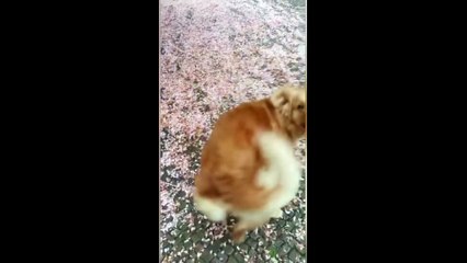 This is very cutest dog video #viral #pets #cutedog