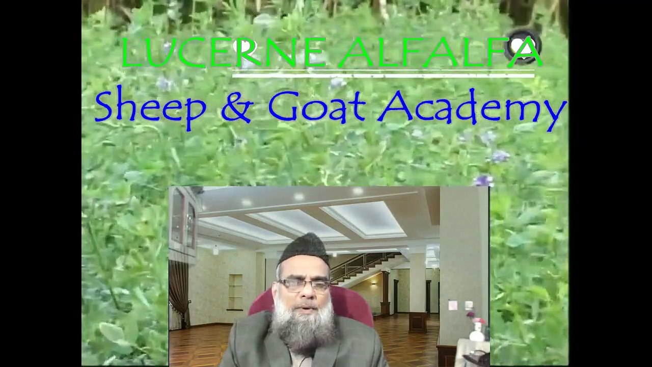 LEARN GOAT FARMING_PERENNIAL LEGUME FODDER-LUCERNE CULTIVATION-URDU PART-22