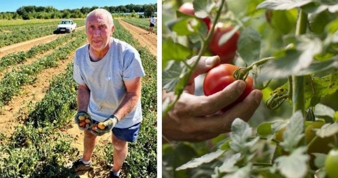 Ce maraîcher n'utilise ni eau ni pesticides pour faire pousser ses légumes