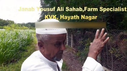 LEARN GOAT FARMING-TREE FODDER- SUBABUL -PART-25