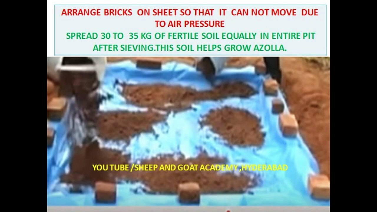 LEARN GOAT FARMING- AZOLLA -SUBSTITUTE OF CONCENTRATE FEED- PART 28