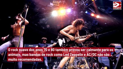 Especialista em música alega que cães adoram ouvir Bob Marley