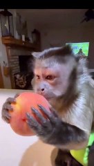 Peaches make you schrong!