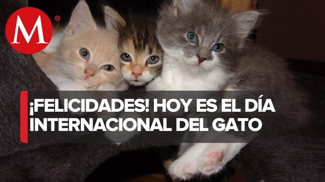 Día Internacional del Gato: ¿Por qué se celebra tres veces al año a los 'michis'?
