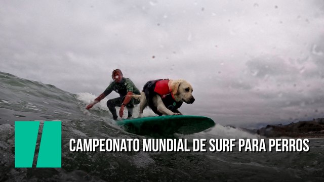 Campeonato mundial de surf para perros