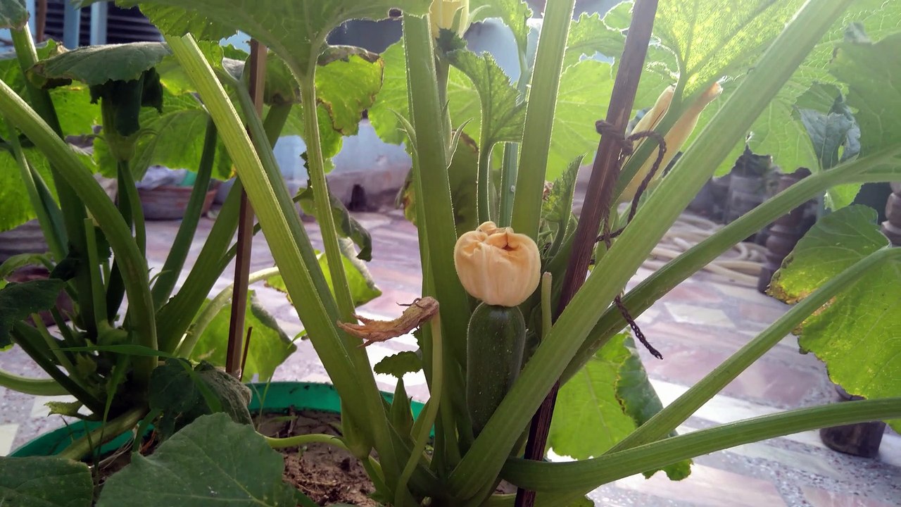 Grow Zucchini In a Pot - Right Time