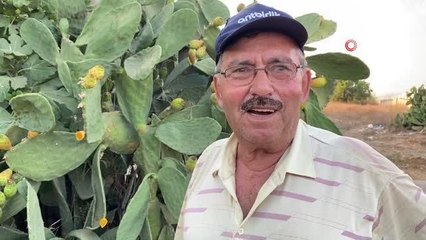 Doğada kendiliğinden yetişiyor, kilogramı 60 liradan alıcı buluyor