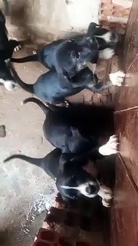 Moradora busca adoção de filhotes de cadela abandonada prenha na estrada pavão