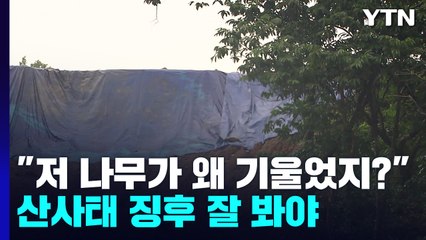 "저 나무가 왜 기울었지?"...산사태 징후 잘 봐야 / YTN