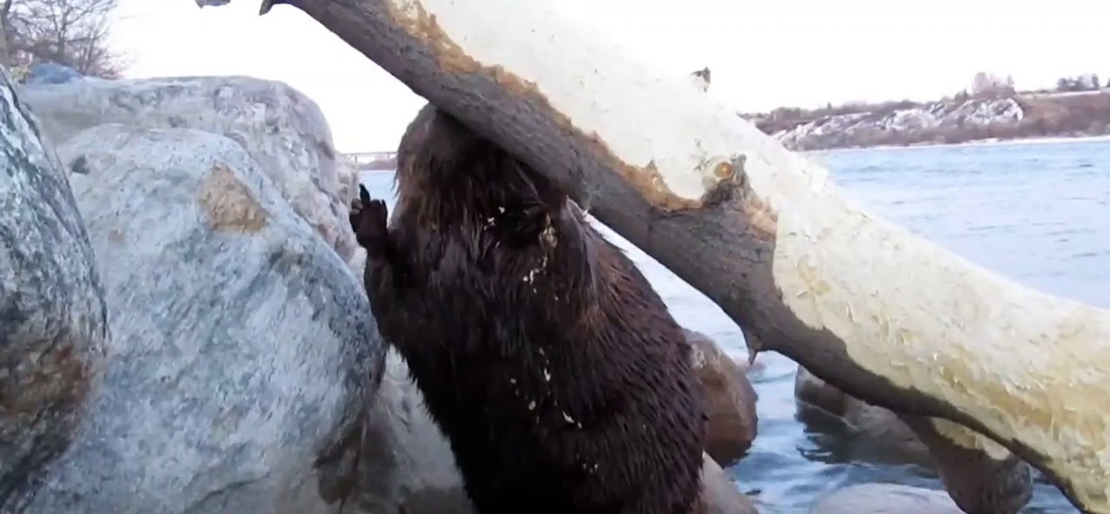 Cute Beaver eating