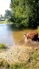 Cow water crossing