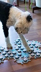TikTok Famous Dogs And Why We Love Them