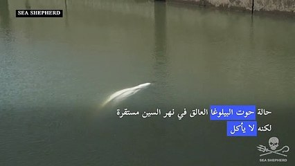 حالة حوت البيلوغا العالق في نهر السين في فرنسا مستقرة لكنه لا يأكل